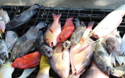 Improving the socio-economic knowledge of the Seychelles Artisanal Fishery
