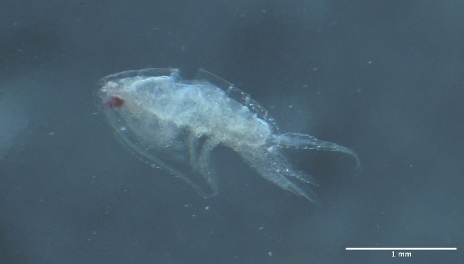 Figure 2. Marine copepods as seen under a microscope.