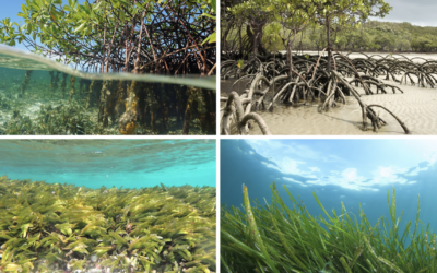 Life on Land: Safe-guarding Biodiversity in Seychelles