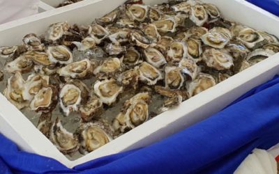 Feasibility study to determine the economic viability to operate a rock-oyster farm for commercial purposes in Seychelles
