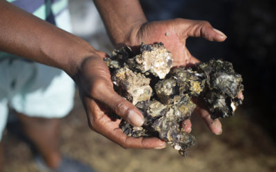 Feasibility study for commercial rock oyster farming in Seychelles