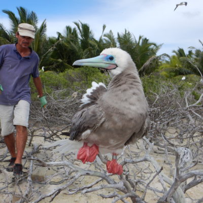 Red-footed Booby_Annabelle Cupidon