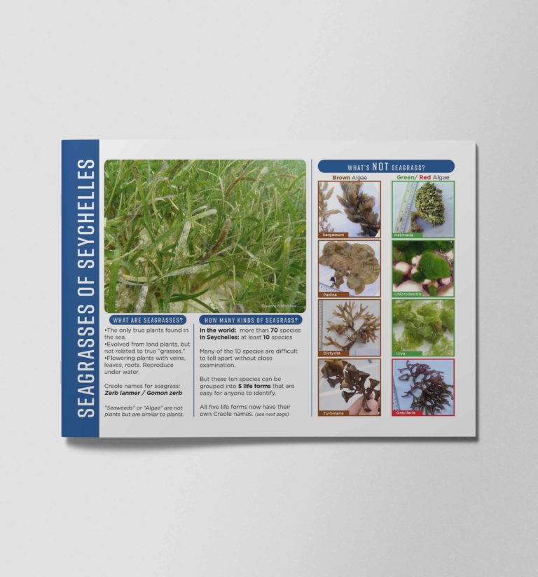 Seagrass Guide General Public FINAL
